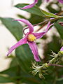 Clematis integrifolia Hanajima IMG_7176 Powojnik